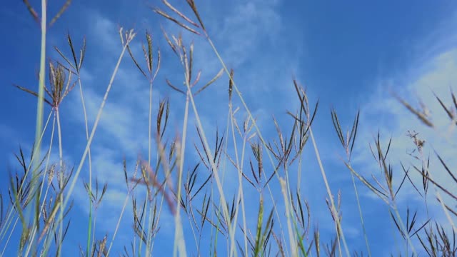 慢动作草风天空背景视频素材