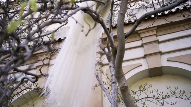 晴空下，孔雀坐在光秃秃的老树枝上视频素材