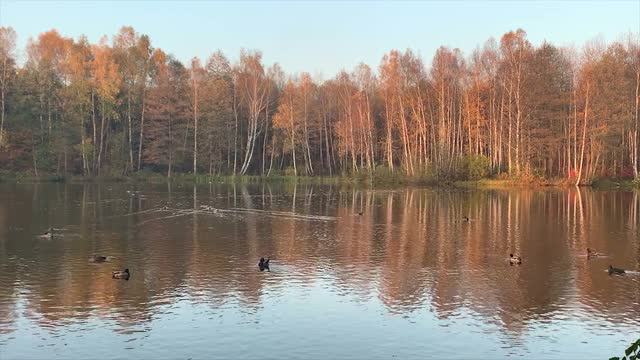 波兰池塘的秋景。五彩缤纷的秋叶和阳光明媚的日子视频素材