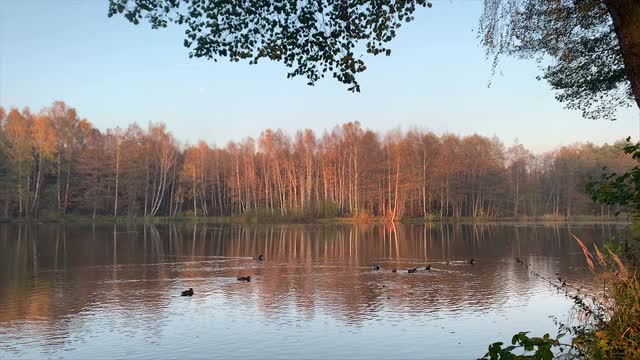 波兰池塘的秋景。五彩缤纷的秋叶和阳光明媚的日子视频素材