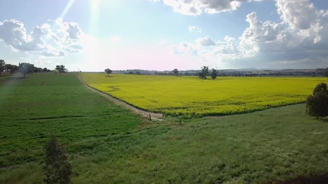 空中向前:在阳光明媚的日子里，田园诗般的油菜田- Canowindra，澳大利亚视频素材