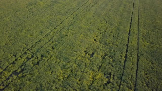 空中向后倾斜:油菜籽田与树的天空- Canowindra，澳大利亚视频素材