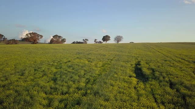 空中淘金:绿色的油菜籽田与树木的天空- Canowindra，澳大利亚视频素材