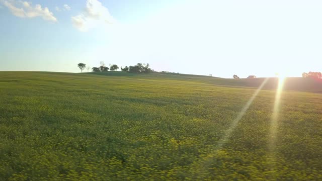 空中淘金:阳光在绿色油菜田对天空- Canowindra，澳大利亚视频素材