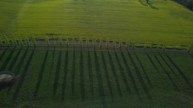 空中向上倾斜:树木在绿色农业景观对天空- Canowindra，澳大利亚视频素材