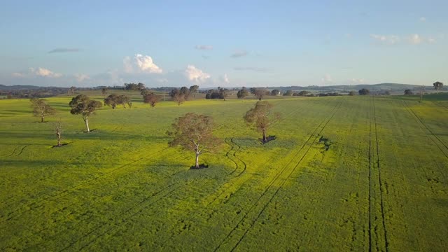 空中向前:树木在绿色的乡村景观对天空- Canowindra，澳大利亚视频素材