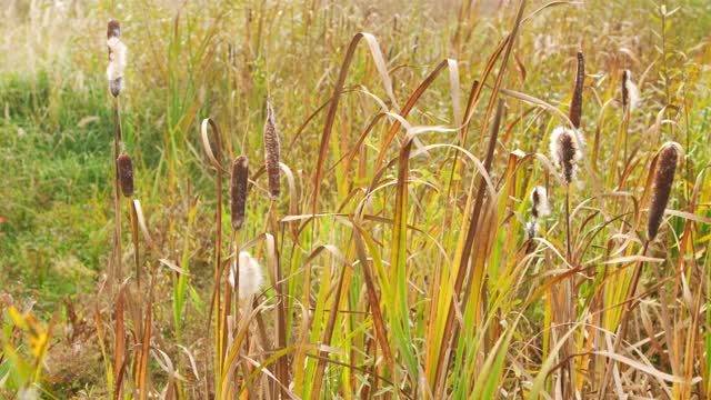 灌木丛淹没了小池塘岸边的芦苇。(香蒲latifolia)。视频素材