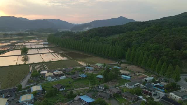 韩国全拉岛水杉路/顺昌郡视频素材