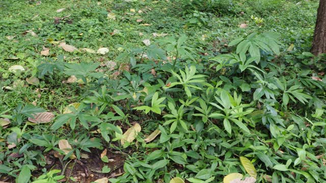 热带雨林中的植物视频素材