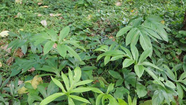 热带雨林中的植物视频素材