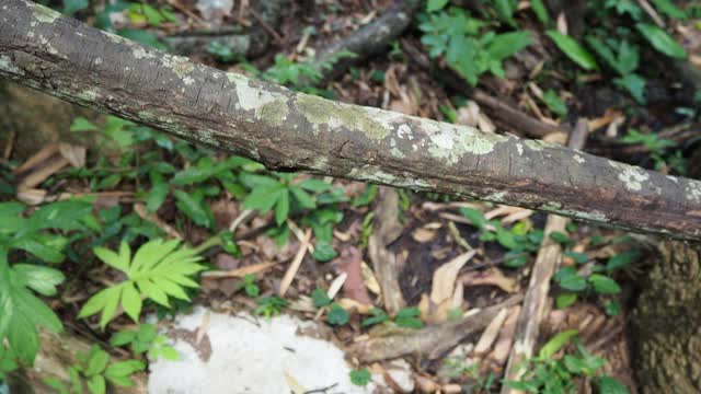 热带雨林中的植物视频素材