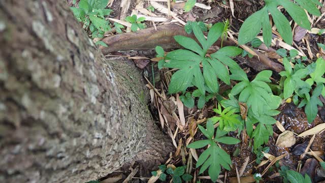 热带雨林中的植物视频素材