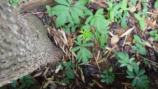 热带雨林中的植物视频素材