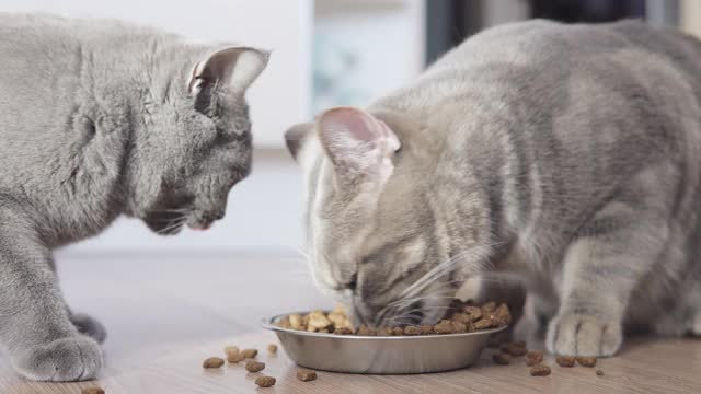 猫正在吃银碗里的食物视频素材