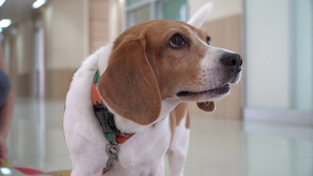 小猎犬在动物医院视频素材