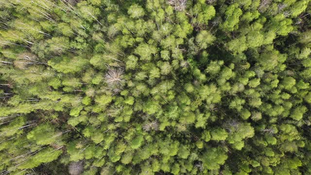 在夏天阳光明媚的日子，树木随风摇摆的自然背景，鸟瞰图。视频素材