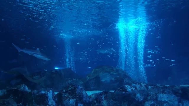 水族馆的景色，各种各样的鱼在一个梦幻般的蓝色背景和气泡上升视频素材