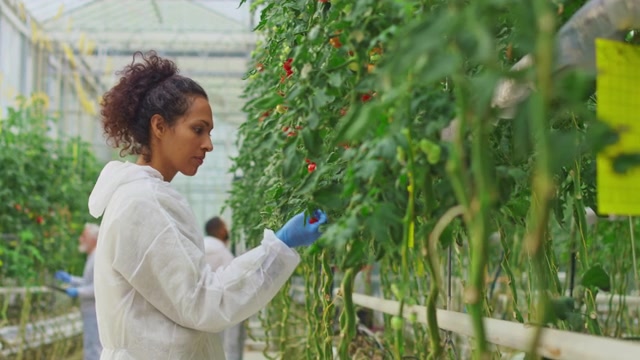 一名女性研究技术员在高科技温室里检查西红柿植株视频素材画面3