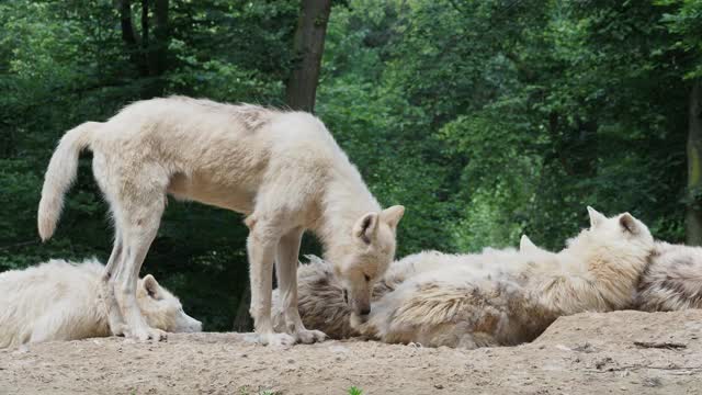 北极狼(Canis lupus arctos)，也被称为白狼或极地狼视频素材