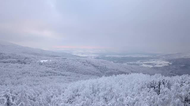 冬天被雪覆盖的森林视频素材