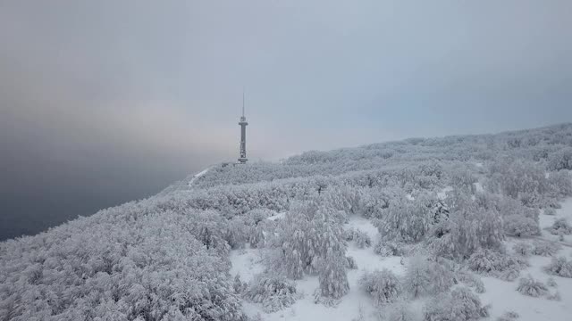 冬天被雪覆盖的森林视频素材