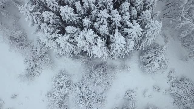 冬天被雪覆盖的森林视频素材