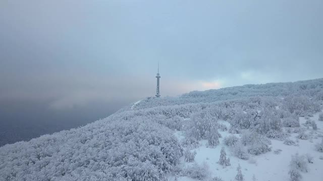 冬天被雪覆盖的森林视频素材