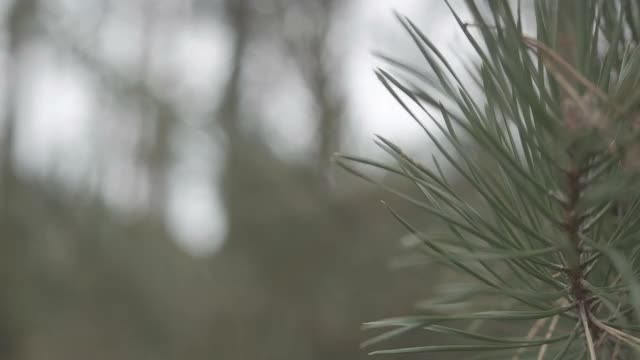 架焦点沿着绿色的针叶树枝从背景到前方。春季或秋季阴天，松树或冷杉树在户外。自然的概念。电影4k ProRes总部。视频素材