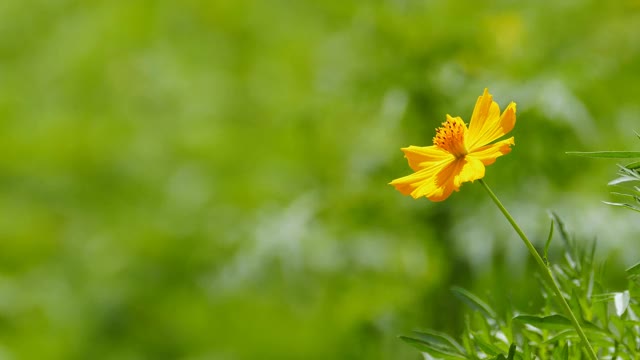 橙色的宇宙花盛开在夏天。视频素材