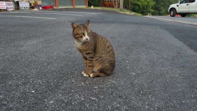 可爱的猫在黎明下蛋视频素材