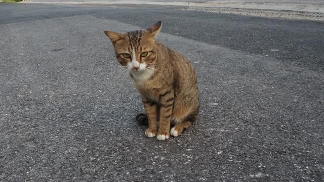 可爱的猫在黎明下蛋视频素材