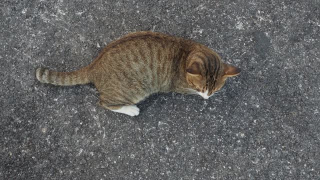 可爱的猫在黎明下蛋视频素材