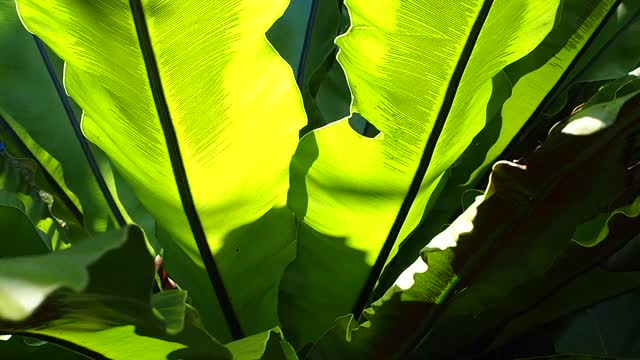 森林中有阳光的绿叶蕨、鸟巢蕨(Asplenium nidus)视频素材