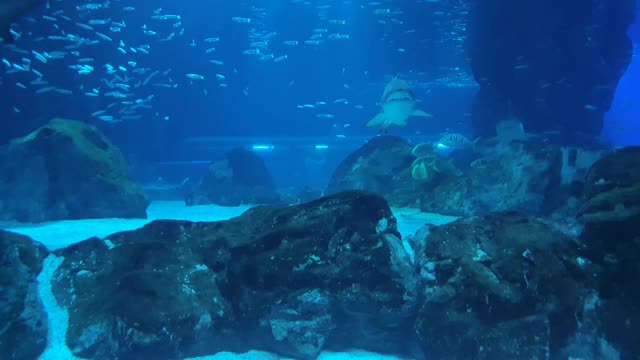 水族馆太平洋厅各种鲨鱼和鱼视频素材