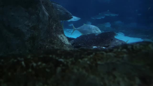 一个巨大的海鲷鲨和岩石后面的各种鱼类的特写视频素材