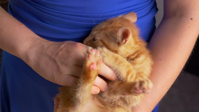 近距离观察:小猫躺在她的腿上，和一个不认识的女人玩耍视频素材