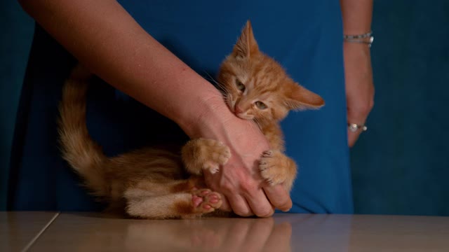 近距离观察:一名身穿蓝色连衣裙的女子与可爱的橙色虎斑猫玩耍。视频素材