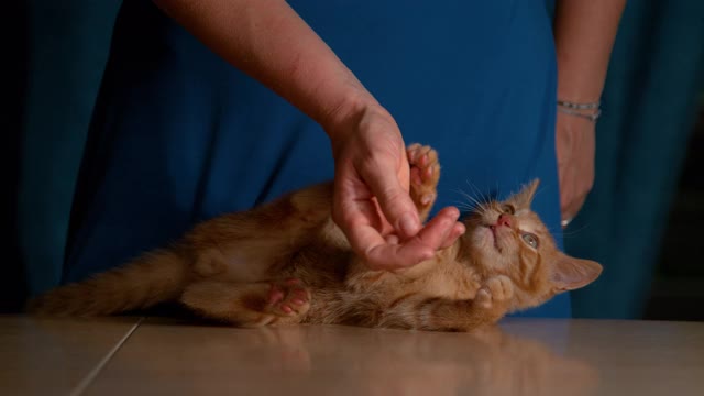 特写:小姜猫咬和爪子的女性主人的手在游戏时间视频素材