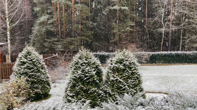 冬天的第一场雪，树枝上已经布满了雪视频素材