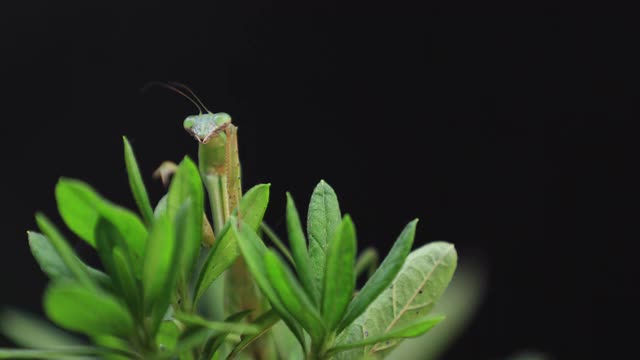 一只绿叶螳螂白天的特写视频素材