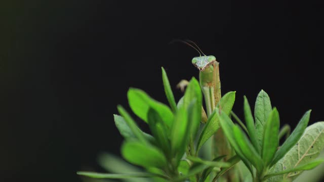 一只绿叶螳螂白天的特写视频素材