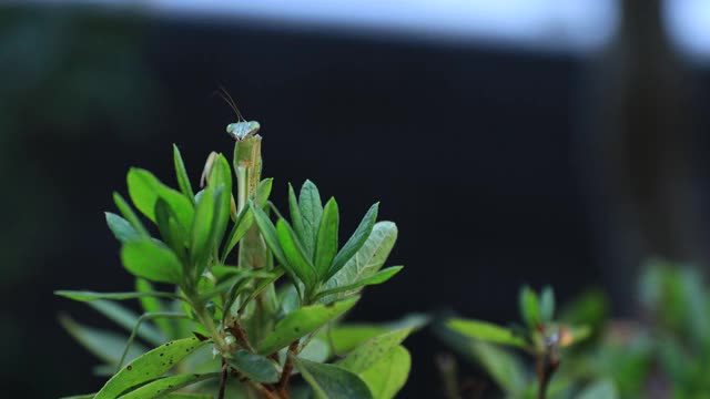 一只绿叶螳螂白天的特写视频素材