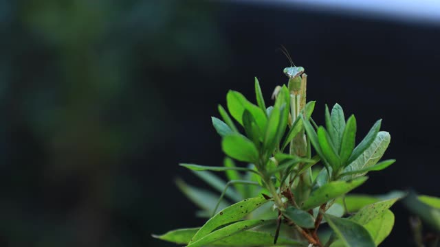 一只绿叶螳螂白天的特写视频素材