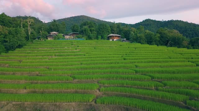 Pa Pong Pieng的梯田视频素材