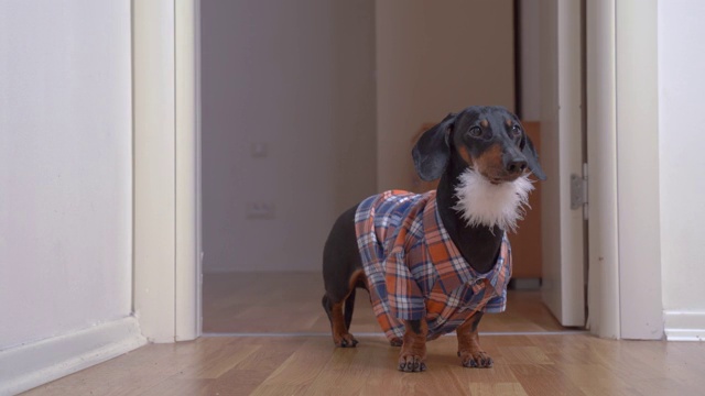 滑稽的腊肠犬穿着格子衬衫，戴着假灰胡子，装扮成伐木工或嬉皮士，跑出房间准备在化装舞会上玩得开心视频素材