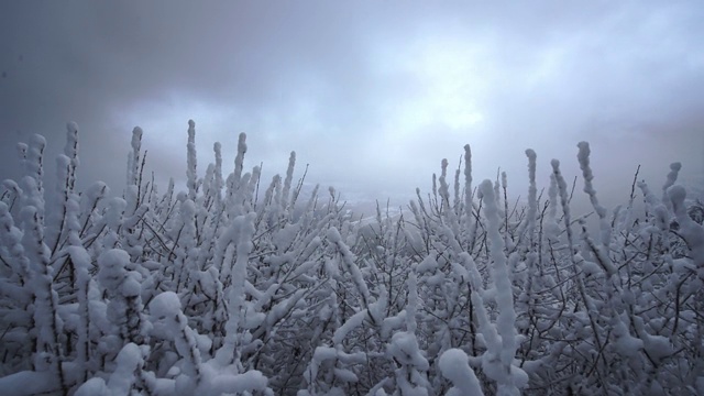 山上低矮植物上的雪随风飘过视频素材