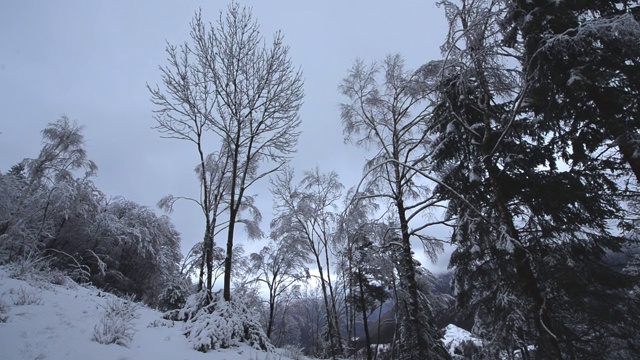 高大的雪树被风吹动视频素材