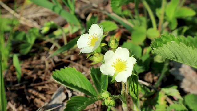 草莓春天在花园里开白花视频素材