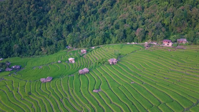 Pa Pong Pieng的梯田视频素材