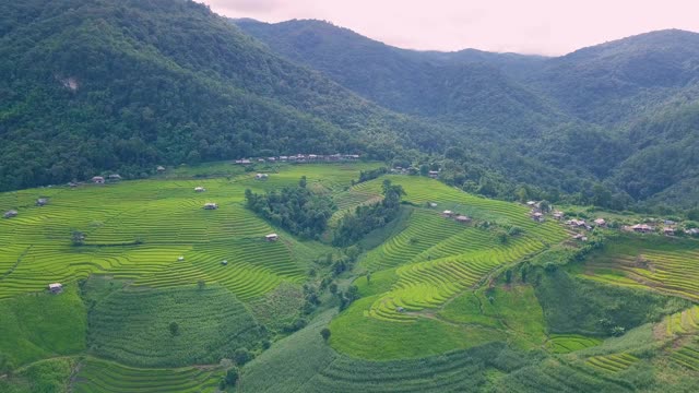 Pa Pong Pieng的梯田视频素材